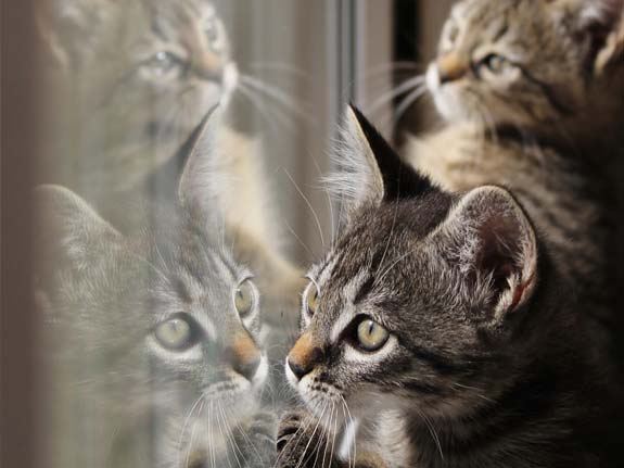 pampering pets with hdclear window film - window tints