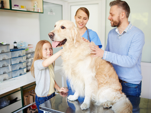 Window Creativity For Veterinary Centers